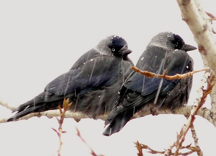 "Che starrend: Lucci sonnen let b ...: ((("