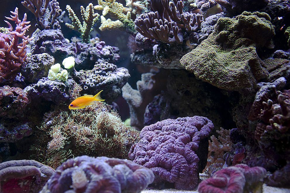 Das Leben unter Wasser.