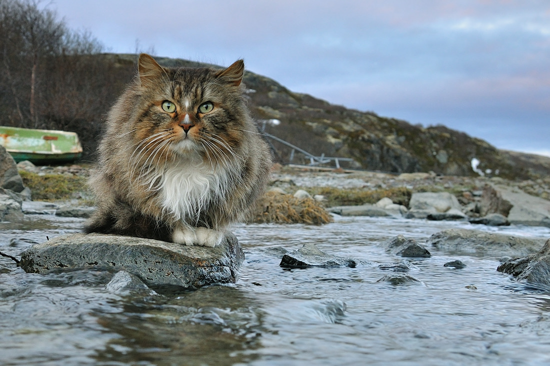 Kuzma in der weißen Nacht