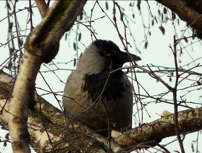 Sent ein Stück Brot ......