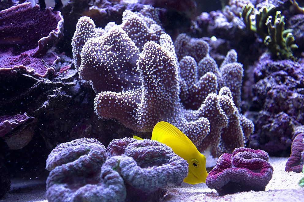 Die Welt unter dem Meer