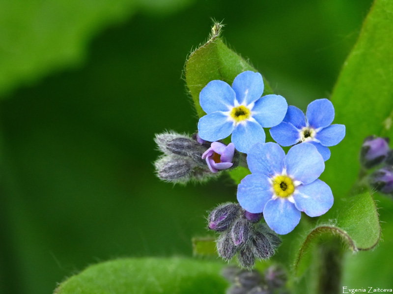Forget-me-