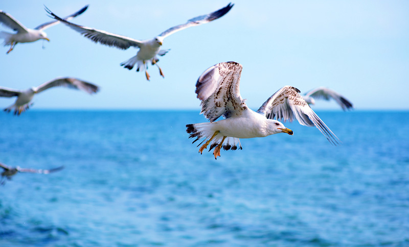 Die Herrin der Meere