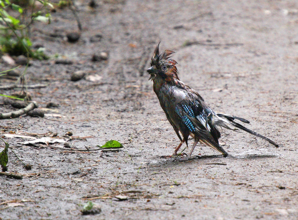 elende Vogelscheuche :)