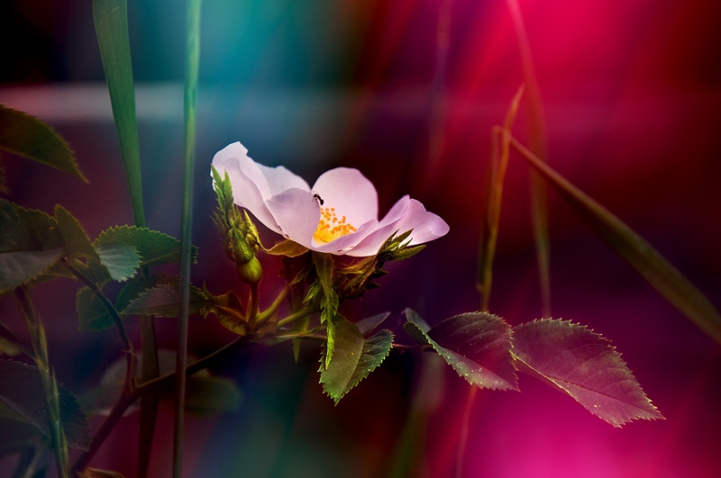 ... und Wildrose blühte ...