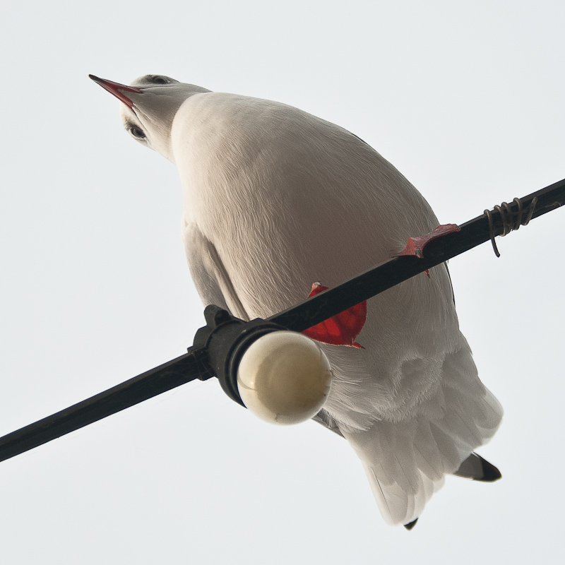 Ich habe das alles ...)))