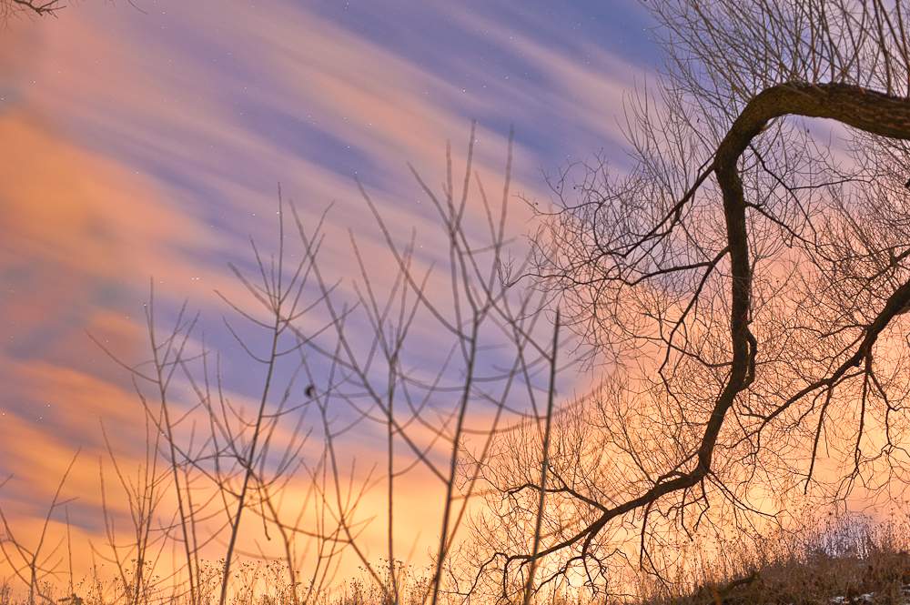 "Bäume zum Leben erwachen um Mitternacht"