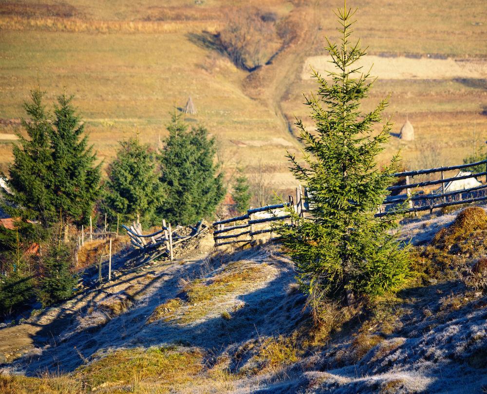 Shadow of Frost ......