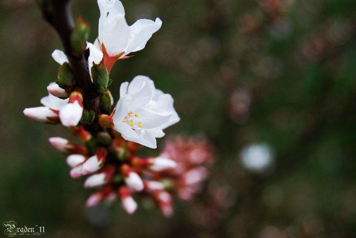 Flowering Cherry