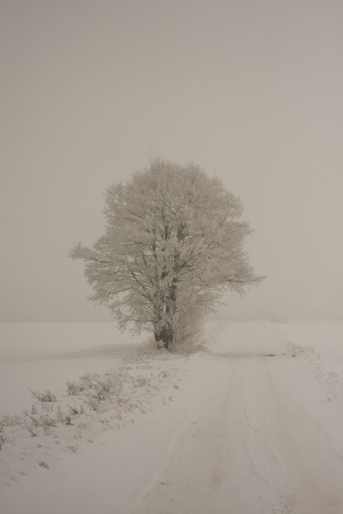 Sehnsucht nach dem Winter