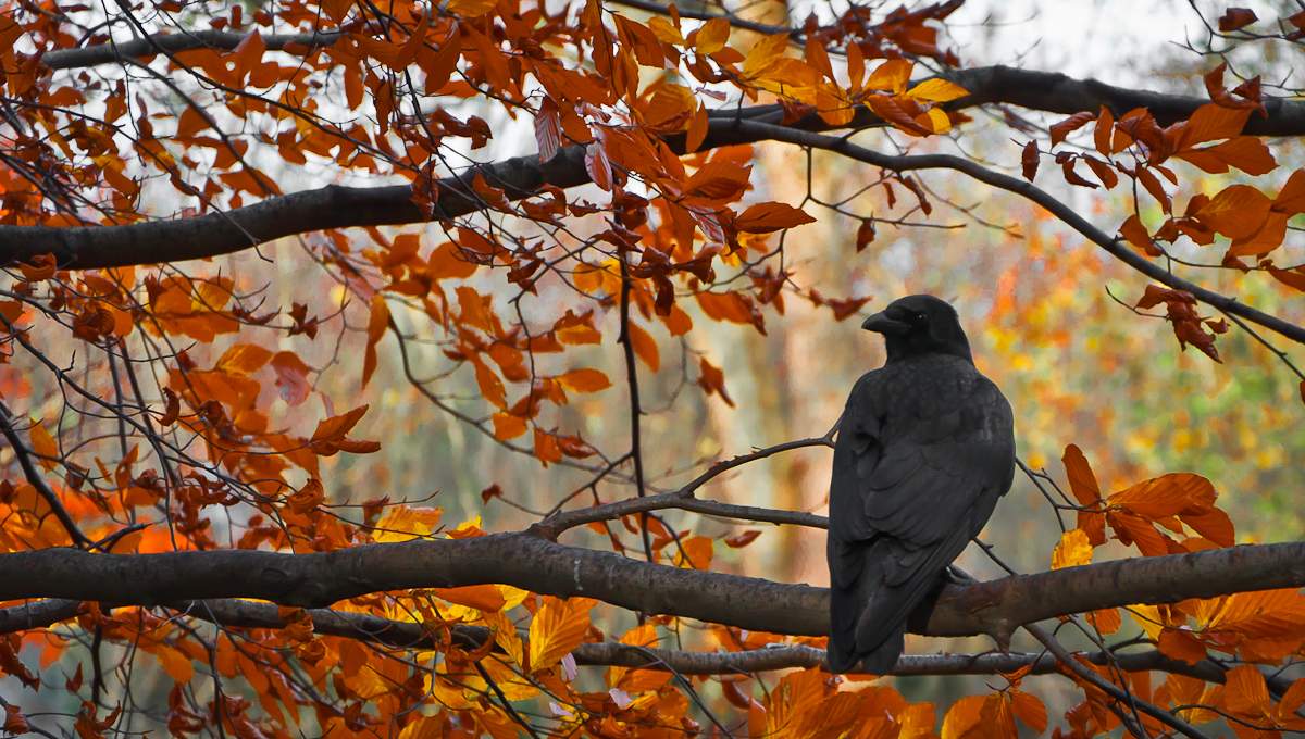 Bei Sonnenuntergang im Herbst