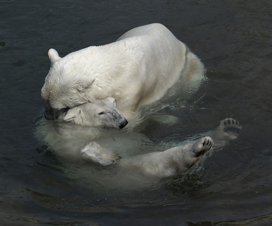 Haben Sie sich für die Nacht, Desdemona gebetet?