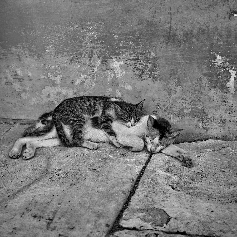 - Das würde nie erwachsen ...