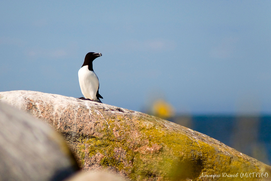 Aus der Reihe des russischen Nordens