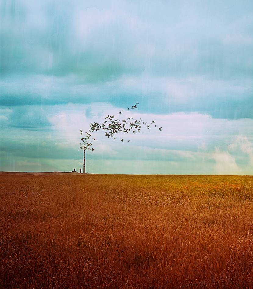 butterflies & hurricanes