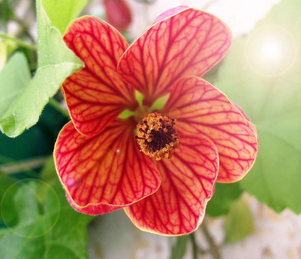 auf dem Fenster ....