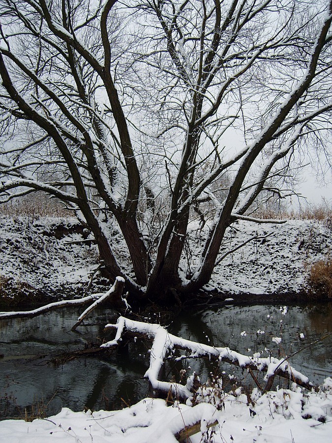 Worship mnogorukomu Idol