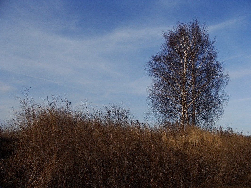 Birch ist ein unbebautes Grundstück.