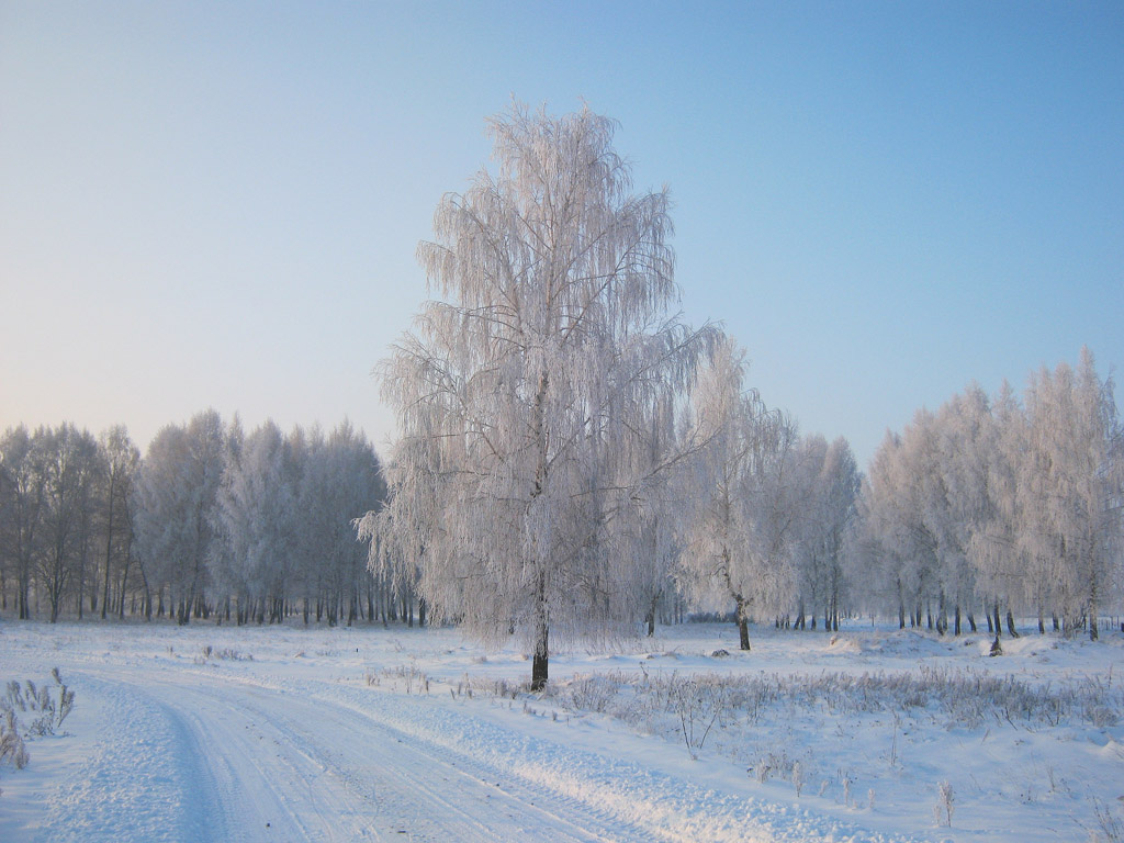 Birch ist ein schneebedeckten Straßen