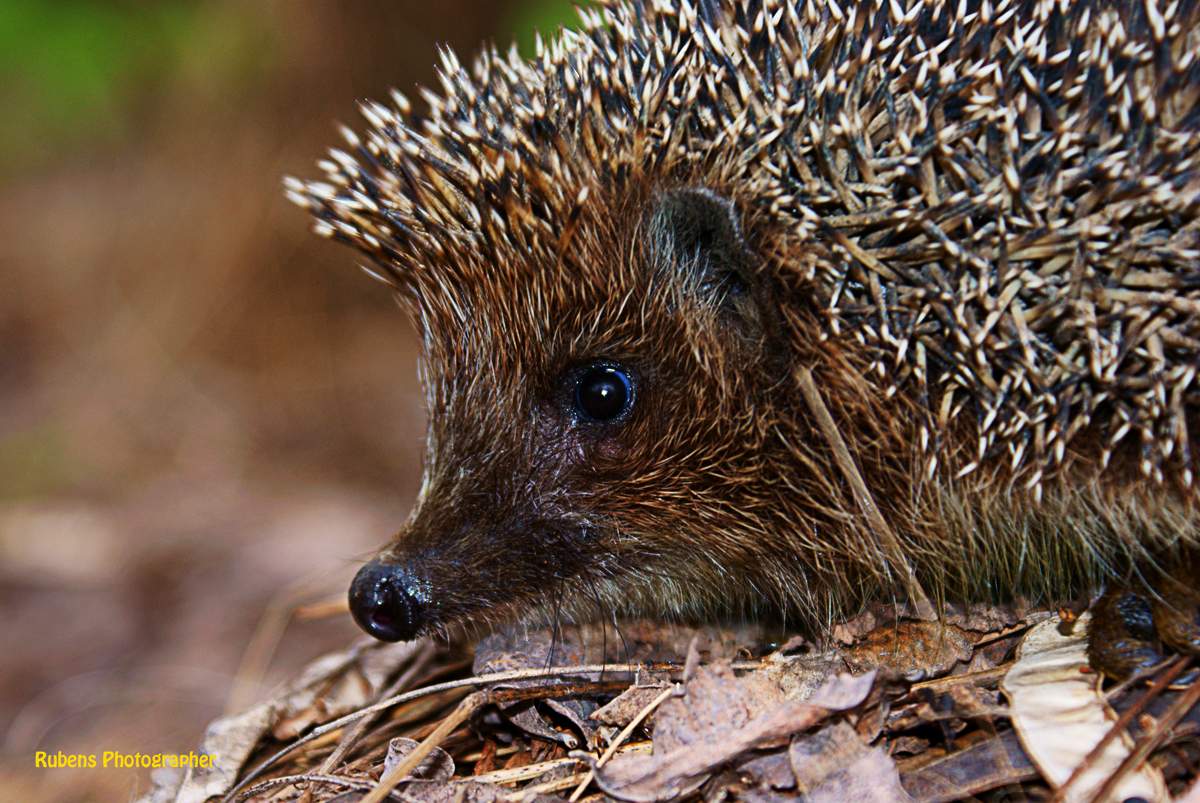 Hedgehog wildes Tier!