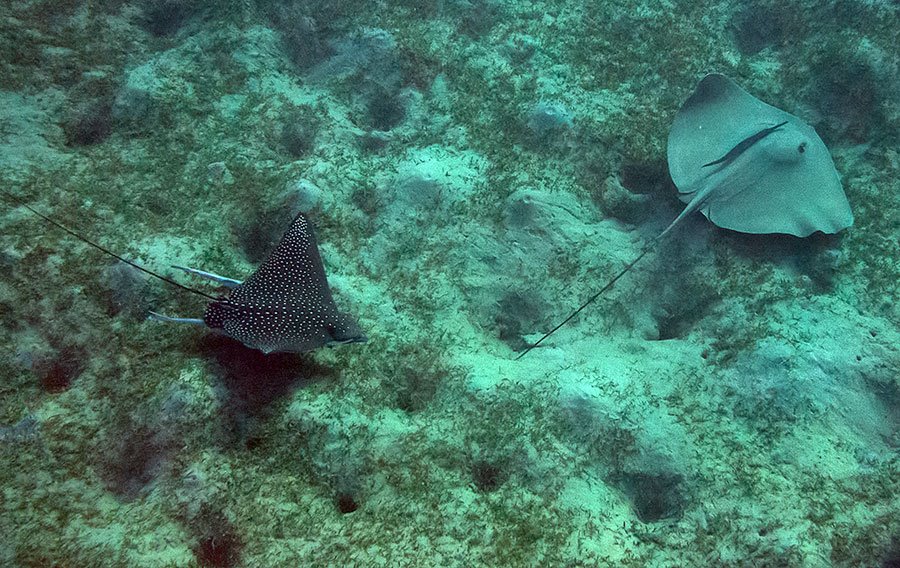 Bracken und die Steigung