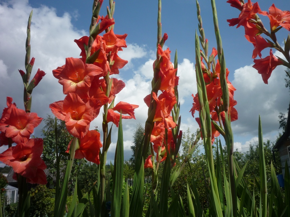 Streben nach dem Himmel