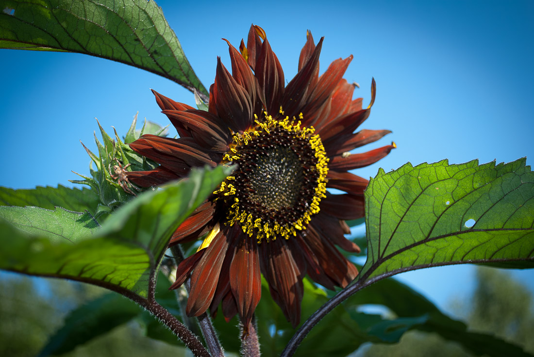 Ein bisschen Sommer ...