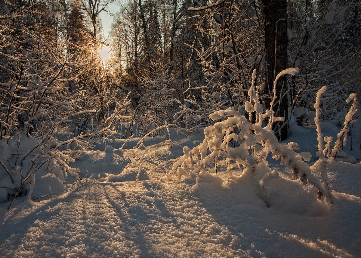 Secrets of the Winterwald