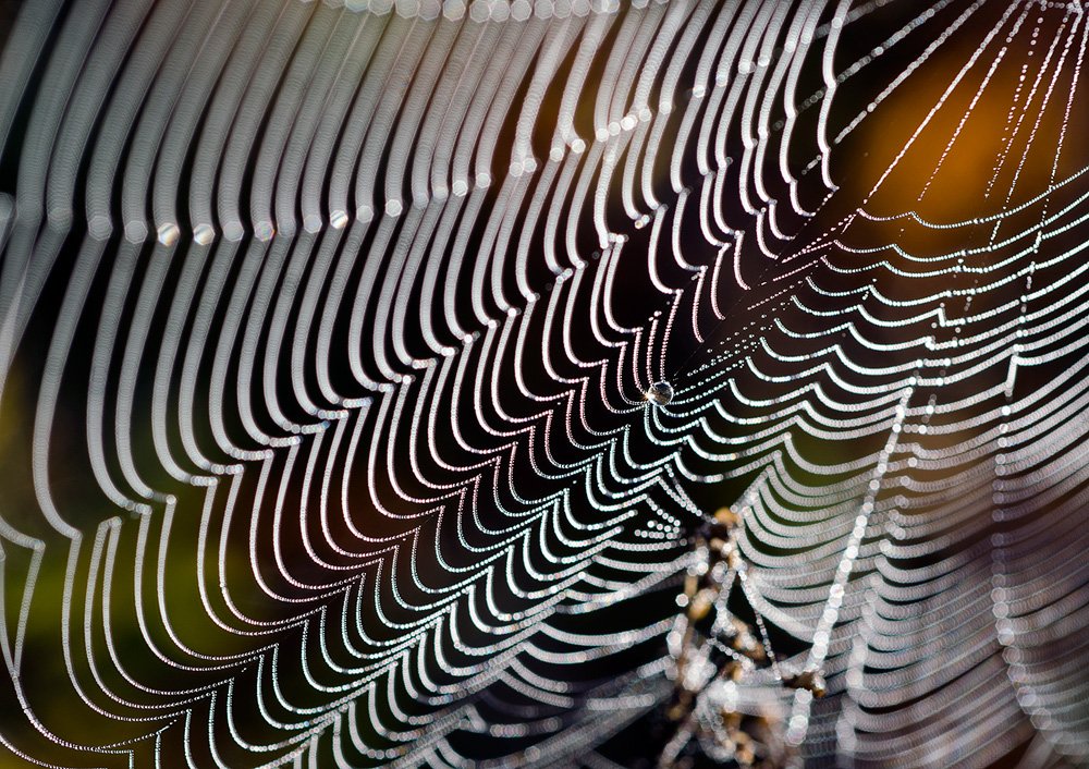 Wo gibt es Perlen ...