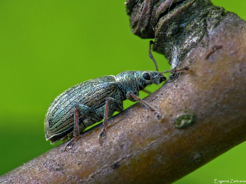 Weevil