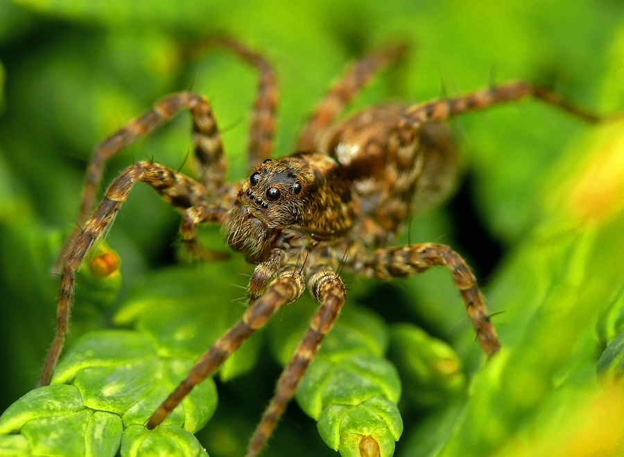 Spider - der Wolf Acantholycosa lignaria