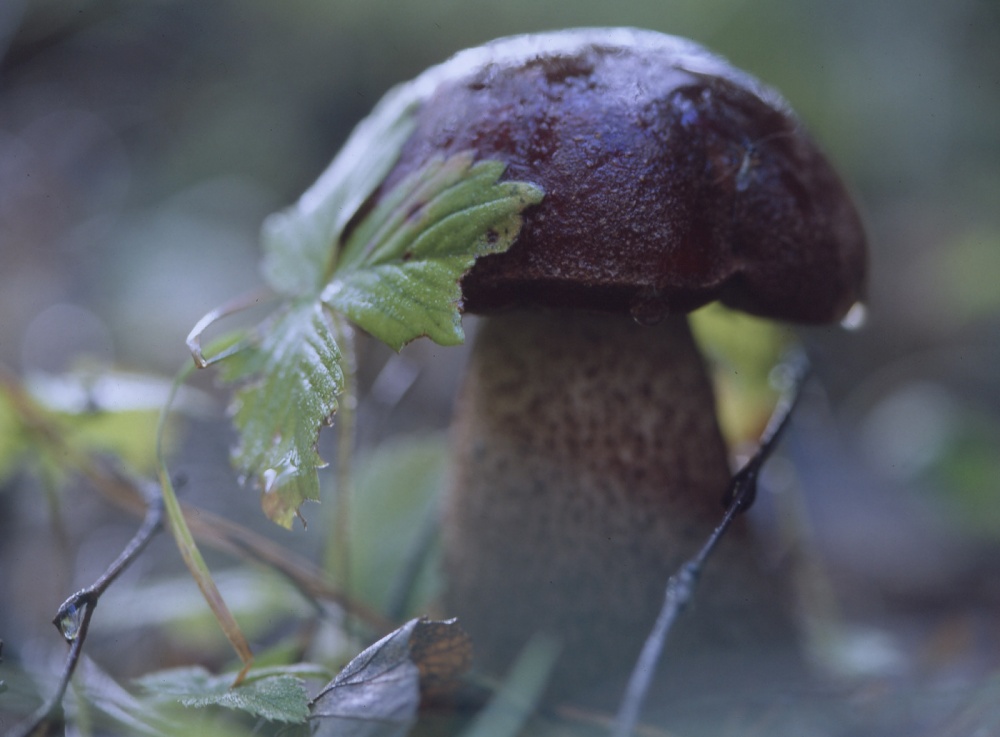 Erdbeer-Orange-cap Steinpilzen