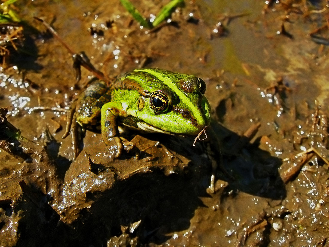 Nur ein Frosch