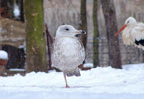 Cold - oh - oh - oh - oh - oh!