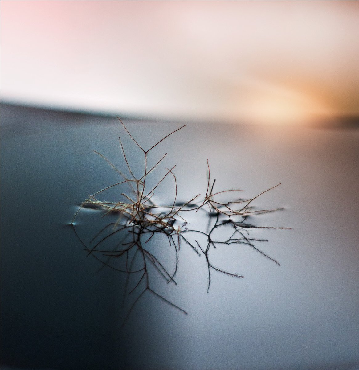 Das Meer auf dem Teller