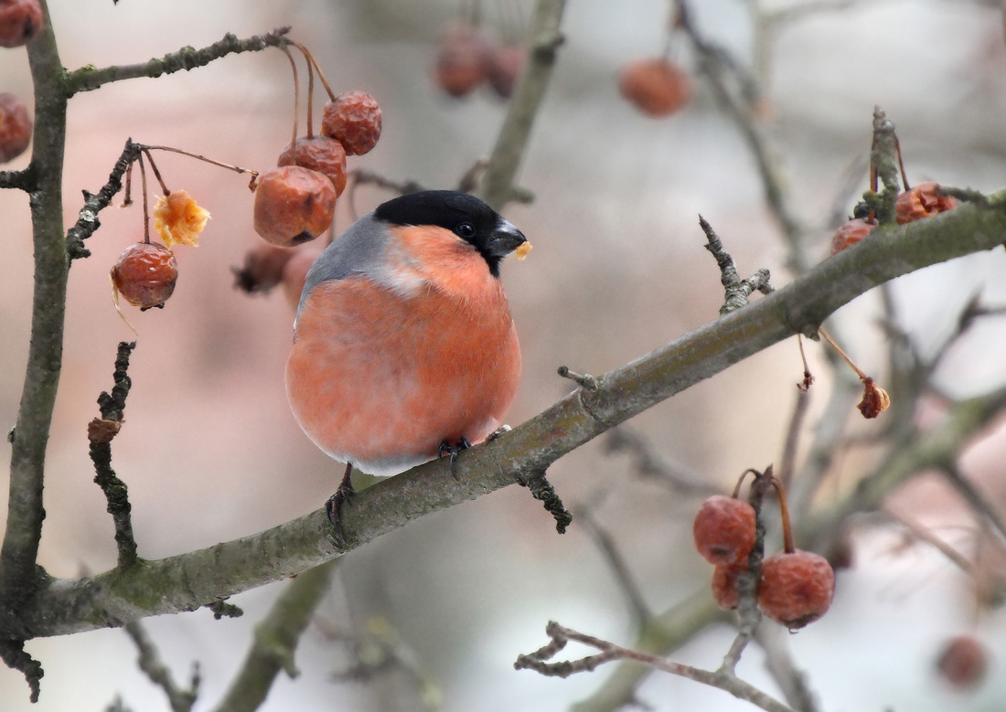 Läufer Winter, Kälte Gazette