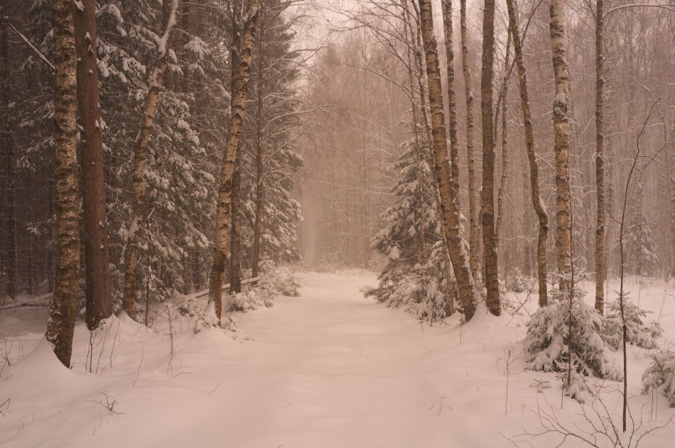 Neu gefallener Schnee