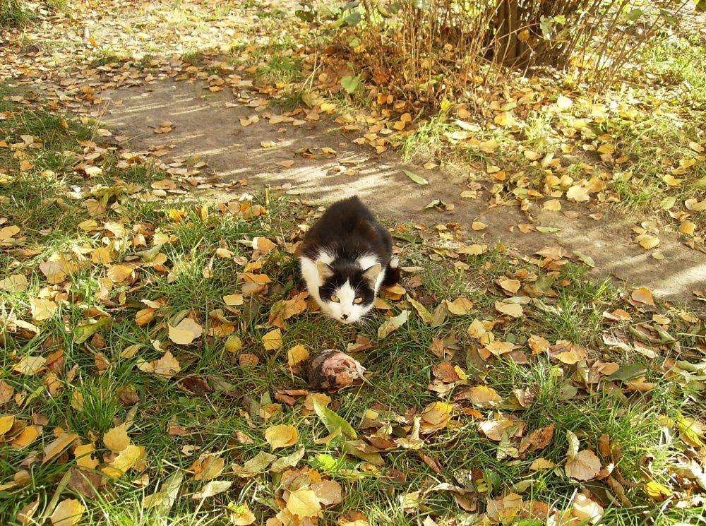Katze frisst einen Fisch auf den Kopf.