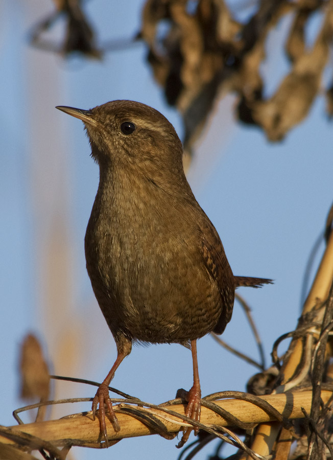 Trophy Höhlenwohnungen