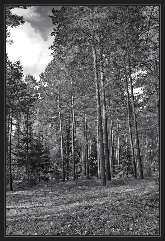 In den herbstlichen Wald