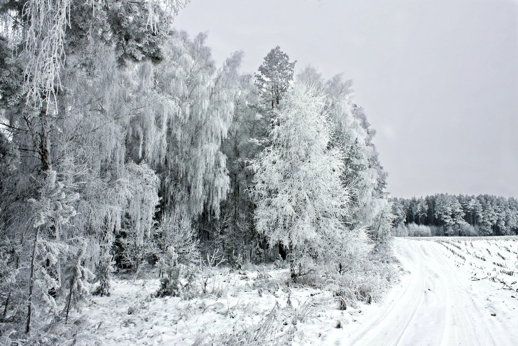 Unter der Schneedecke
