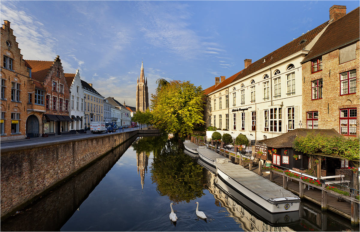 Brugge : morning swan