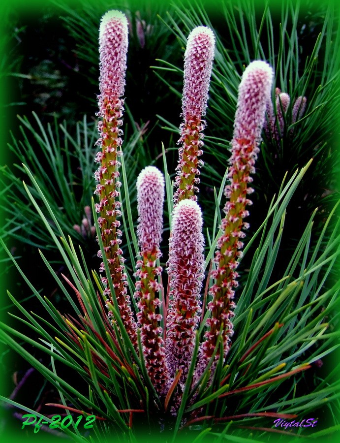 Frohes neues Jahr, Syabry!