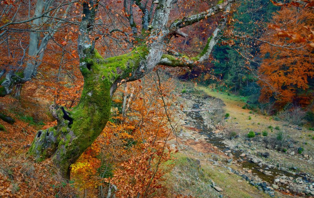Über einen Baum ......