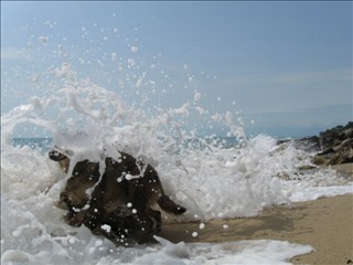 Schnauze bedeckt mit Sobachkin ...