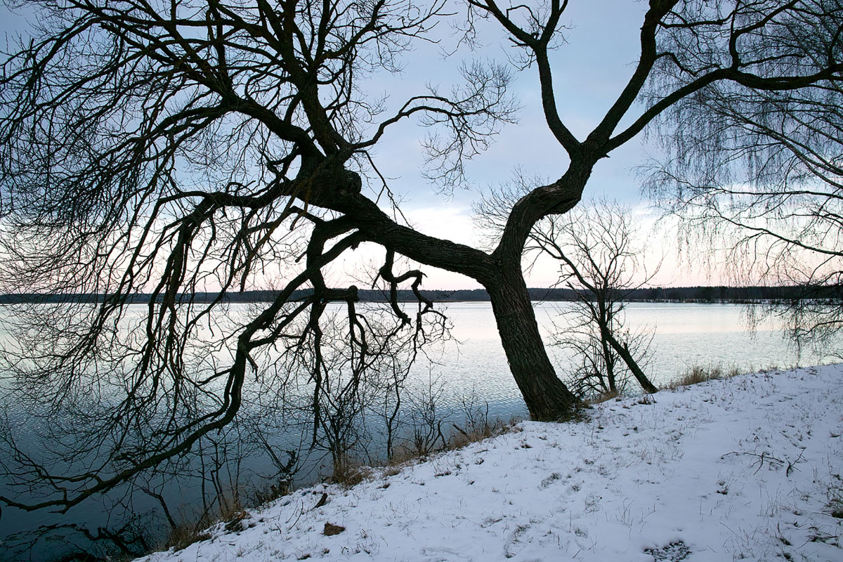 Von dem Baum des Lebens