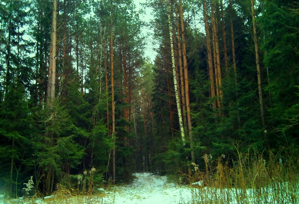 Winter auf den Ansätzen