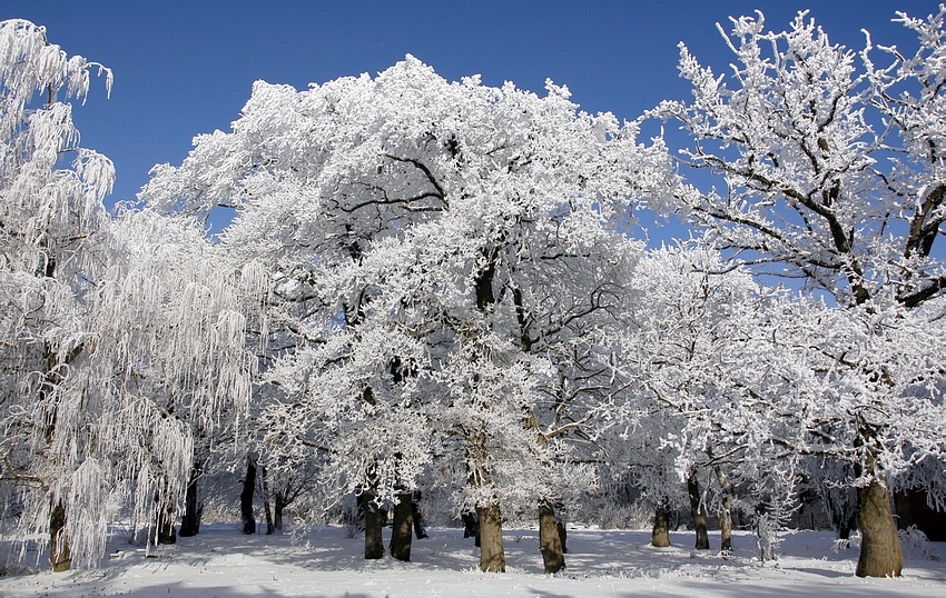 Winter-Lace alten Park