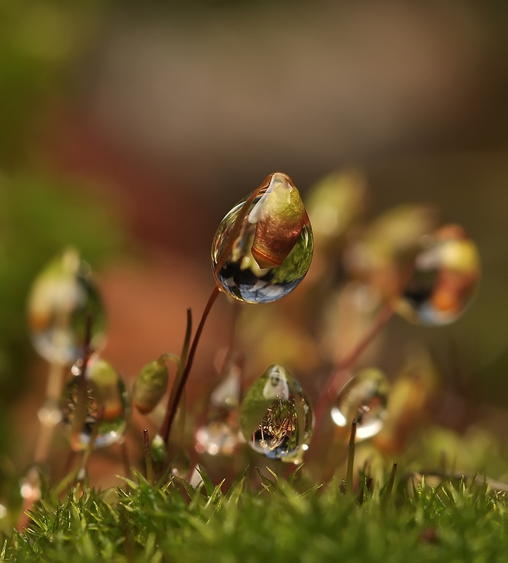 Blown Volatilität ...