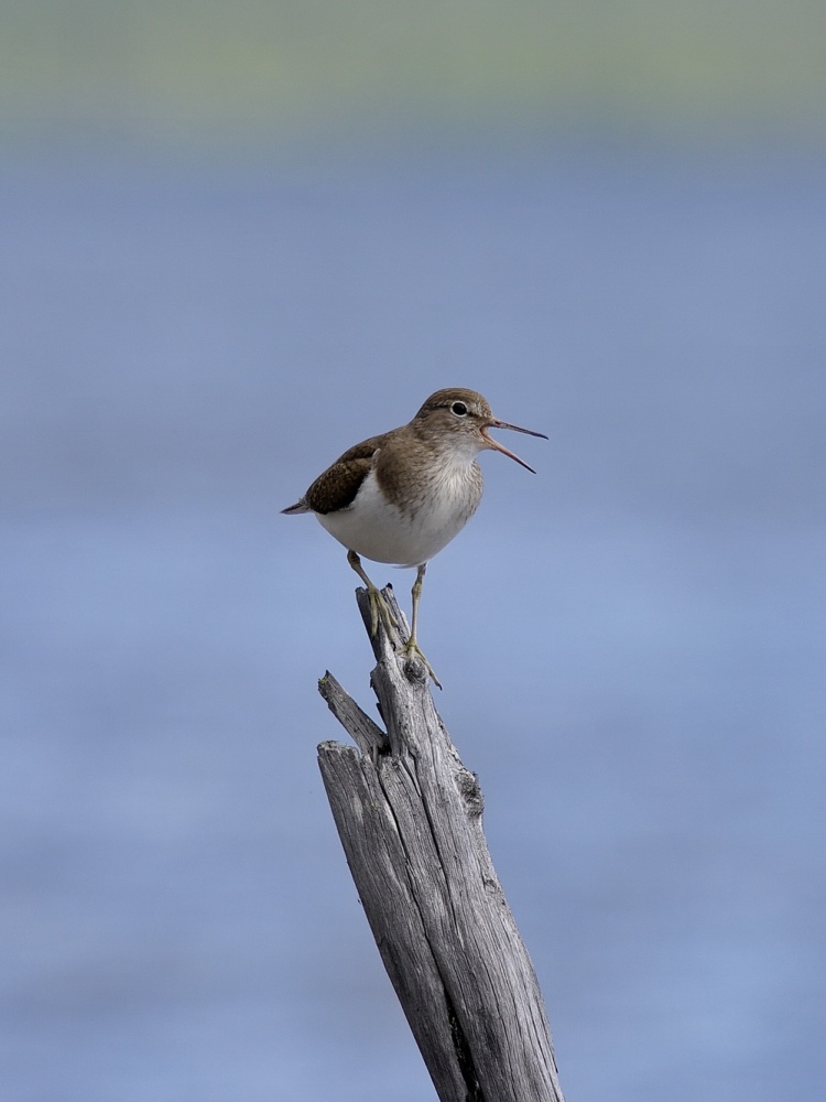 Benachrichtigen Sie!
